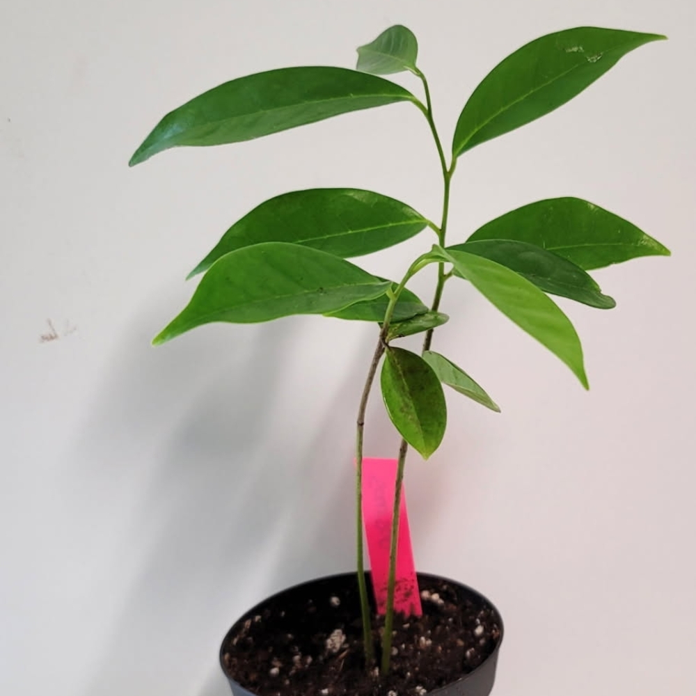 Decor Enhancement For Your Home. A Green Soursop To Add  Warmth And   Comfort